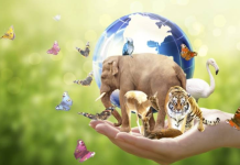 Biyoçeşitliliğin azalması, özellikle tarımsal üretimde büyük sorunlara yol açabilir. Tek tür üzerine kurulu tarım sistemleri, zararlılara ve hastalıklara karşı daha savunmasız hale gelir.