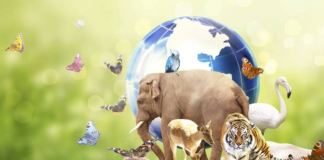 Biyoçeşitliliğin azalması, özellikle tarımsal üretimde büyük sorunlara yol açabilir. Tek tür üzerine kurulu tarım sistemleri, zararlılara ve hastalıklara karşı daha savunmasız hale gelir.