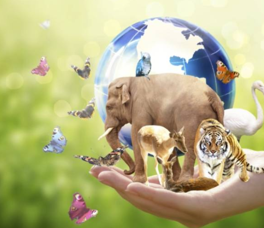 Biyoçeşitliliğin azalması, özellikle tarımsal üretimde büyük sorunlara yol açabilir. Tek tür üzerine kurulu tarım sistemleri, zararlılara ve hastalıklara karşı daha savunmasız hale gelir.