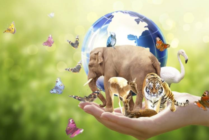 Biyoçeşitliliğin azalması, özellikle tarımsal üretimde büyük sorunlara yol açabilir. Tek tür üzerine kurulu tarım sistemleri, zararlılara ve hastalıklara karşı daha savunmasız hale gelir.