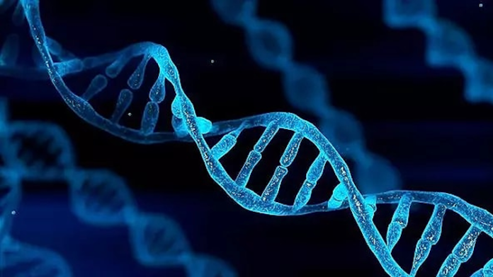 DNA dizilimi değişmeden gen ifadesinin çevresel faktörlerle nasıl değişebildiği, bilim insanlarını adeta büyüledi. Bu bulgular, genetik yapının yalnızca kalıtsal bilgi değil, aynı zamanda çevreyle kurulan dinamik bir ilişkiyi de içerdiğini ortaya koydu.