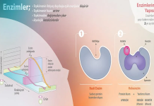 Enzimler, proteinleri, karbonhidratları ve yağları küçük moleküllere ayırarak emilimi mümkün hale getirir.