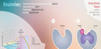 Enzimler, proteinleri, karbonhidratları ve yağları küçük moleküllere ayırarak emilimi mümkün hale getirir.