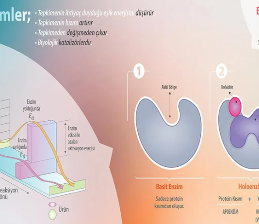 Enzimler, proteinleri, karbonhidratları ve yağları küçük moleküllere ayırarak emilimi mümkün hale getirir.