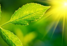 Dünyadaki oksijenin neredeyse tamamı fotosentez yoluyla üretilmektedir. Atmosferimizdeki oksijenin %70 ila %80’inin ise denizlerdeki fitoplanktonlardan geldiği tahmin ediliyor.