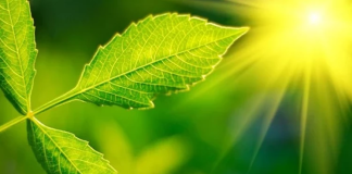 Dünyadaki oksijenin neredeyse tamamı fotosentez yoluyla üretilmektedir. Atmosferimizdeki oksijenin %70 ila %80’inin ise denizlerdeki fitoplanktonlardan geldiği tahmin ediliyor.