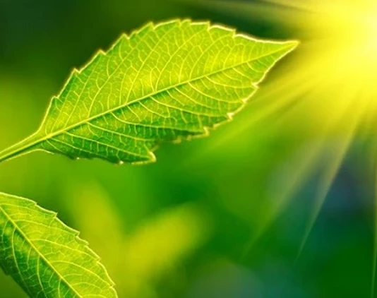 Dünyadaki oksijenin neredeyse tamamı fotosentez yoluyla üretilmektedir. Atmosferimizdeki oksijenin %70 ila %80’inin ise denizlerdeki fitoplanktonlardan geldiği tahmin ediliyor.