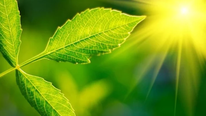 Dünyadaki oksijenin neredeyse tamamı fotosentez yoluyla üretilmektedir. Atmosferimizdeki oksijenin %70 ila %80’inin ise denizlerdeki fitoplanktonlardan geldiği tahmin ediliyor.