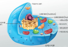 Hücre kavramı ilk kez 1665 yılında Robert Hooke’un mikroskopla yaptığı gözlemler sonucunda literatüre girdi. Hooke, mantar dokusunu incelerken gördüğü küçük boşlukları “hücre” olarak tanımladı. Ancak bu tanım zamanla değişti ve bilim dünyasında daha fonksiyonel ve kapsamlı bir anlam kazandı.