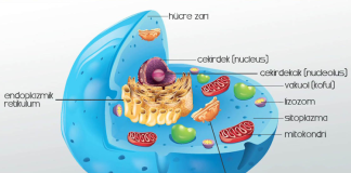 Hücre kavramı ilk kez 1665 yılında Robert Hooke’un mikroskopla yaptığı gözlemler sonucunda literatüre girdi. Hooke, mantar dokusunu incelerken gördüğü küçük boşlukları “hücre” olarak tanımladı. Ancak bu tanım zamanla değişti ve bilim dünyasında daha fonksiyonel ve kapsamlı bir anlam kazandı.