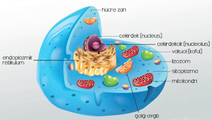 Hücre Hücre kavramı ilk kez 1665 yılında Robert Hooke’un mikroskopla yaptığı gözlemler sonucunda literatüre girdi. Hooke, mantar dokusunu incelerken gördüğü küçük boşlukları “hücre” olarak tanımladı. Ancak bu tanım zamanla değişti ve bilim dünyasında daha fonksiyonel ve kapsamlı bir anlam kazandı.