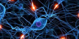 Kök hücrelerin en dikkat çeken özelliği, farklılaşma kabiliyetidir. Yani henüz belirli bir hücre tipine dönüşmemiş olan bu hücreler, çevresel sinyaller doğrultusunda vücudun ihtiyaç duyduğu hücre tipine dönüşebilir.