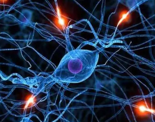 Kök hücrelerin en dikkat çeken özelliği, farklılaşma kabiliyetidir. Yani henüz belirli bir hücre tipine dönüşmemiş olan bu hücreler, çevresel sinyaller doğrultusunda vücudun ihtiyaç duyduğu hücre tipine dönüşebilir.