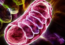 Mitokondrinin işleyiş mekanizması, sadece hücre biyolojisi için değil, aynı zamanda hastalık mekanizmaları, yaşlanma süreci ve hatta bazı nörolojik bozuklukların anlaşılması açısından da büyük önem taşır.