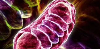 Mitokondrinin işleyiş mekanizması, sadece hücre biyolojisi için değil, aynı zamanda hastalık mekanizmaları, yaşlanma süreci ve hatta bazı nörolojik bozuklukların anlaşılması açısından da büyük önem taşır.