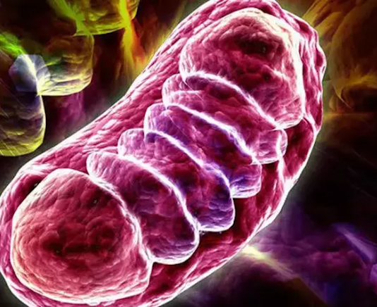 Mitokondrinin işleyiş mekanizması, sadece hücre biyolojisi için değil, aynı zamanda hastalık mekanizmaları, yaşlanma süreci ve hatta bazı nörolojik bozuklukların anlaşılması açısından da büyük önem taşır.