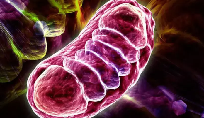 Mitokondrinin işleyiş mekanizması, sadece hücre biyolojisi için değil, aynı zamanda hastalık mekanizmaları, yaşlanma süreci ve hatta bazı nörolojik bozuklukların anlaşılması açısından da büyük önem taşır.