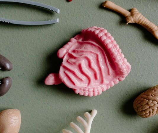 Son yıllarda yapılan bilimsel araştırmalar, bağırsak sağlığının genel vücut sağlığı üzerindeki etkilerini ortaya koydukça, “mikrobiyota” kavramı giderek daha fazla gündeme gelmeye başladı. Vücudumuzda bulunan trilyonlarca mikroorganizmanın büyük bir kısmı bağırsaklarımızda yaşar ve bu mikroskobik canlı topluluğu "bağırsak mikrobiyotası" olarak adlandırılır. Sağlıklı bir bağırsak mikrobiyotası, sindirim sistemi işlevlerinden bağışıklık sisteminin güçlenmesine, ruh halinden hormon dengesine kadar çok sayıda süreci etkiler. Bu mikroorganizmaların dengede olması, yaşam kalitesi ve hastalıklara karşı direnç açısından kritik öneme sahiptir. Konulu bir haber görseli