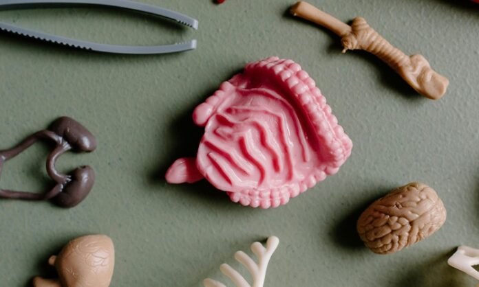 Son yıllarda yapılan bilimsel araştırmalar, bağırsak sağlığının genel vücut sağlığı üzerindeki etkilerini ortaya koydukça, “mikrobiyota” kavramı giderek daha fazla gündeme gelmeye başladı. Vücudumuzda bulunan trilyonlarca mikroorganizmanın büyük bir kısmı bağırsaklarımızda yaşar ve bu mikroskobik canlı topluluğu 