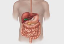 Sindirim Sistemi Rahatsızlıkları Hangi Belirtilerle Ortaya Çıkar Günlük yaşam kalitesini doğrudan etkileyen sindirim sistemi rahatsızlıkları, dünya genelinde en sık karşılaşılan sağlık sorunları arasında yer alıyor. Midemizden bağırsaklara, yemek borusundan karaciğere kadar uzanan bu sistem, yediğimiz gıdaların emilimini sağlamakla görevli olduğu gibi, vücudun genel dengesini de koruyan hayati işlevleri yerine getiriyor. Ancak bu sistemin herhangi bir bölümünde meydana gelen bir aksaklık, ciddi sindirim sorunları ve çeşitli belirtilerle kendini gösterebilir. Özellikle kronikleşen sindirim problemleri, altında daha karmaşık rahatsızlıkların yattığını haber verebilir. Konulu bir haber görseli.