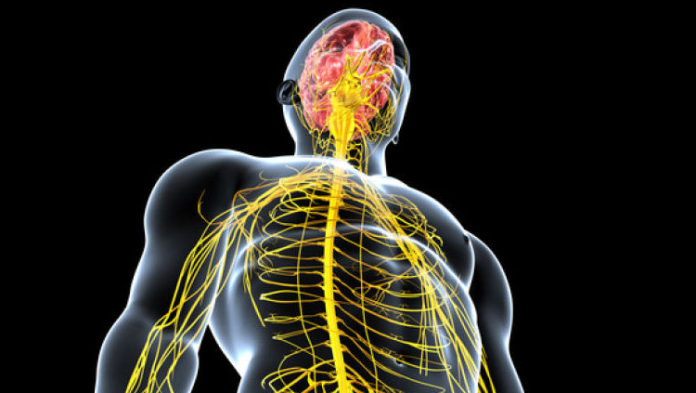 Sinir Sistemi Sinir sistemi içindeki karşılıkları henüz tam olarak açıklanamıyor. Ancak yapay zekâ, nöro görüntüleme ve genetik çalışmalar, bu sırların çözülebileceği umudunu artırıyor.