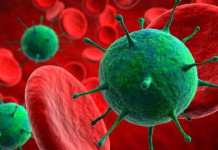 Virüsler ise bu spektrumun ortalarında, yaşam ile cansızlık arasında bir yerde konumlanır. Bu fikir, virüsleri hem canlı hem cansız özellikler taşıyan özel yapılar olarak tanımlamamıza olanak tanır.